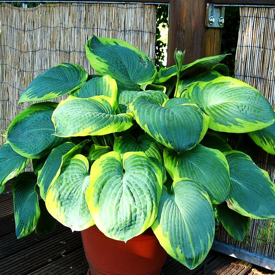 Blaue Gelbrand-Funkie 'Frances Williams' (Hosta sieboldiana)