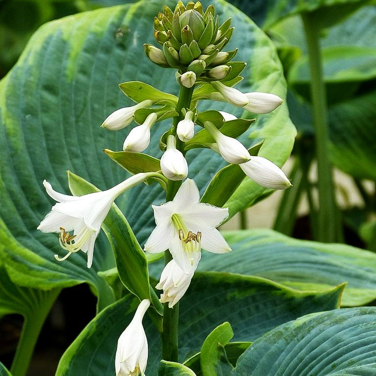 Blaue Gelbrand-Funkie 'Frances Williams' (Hosta sieboldiana)