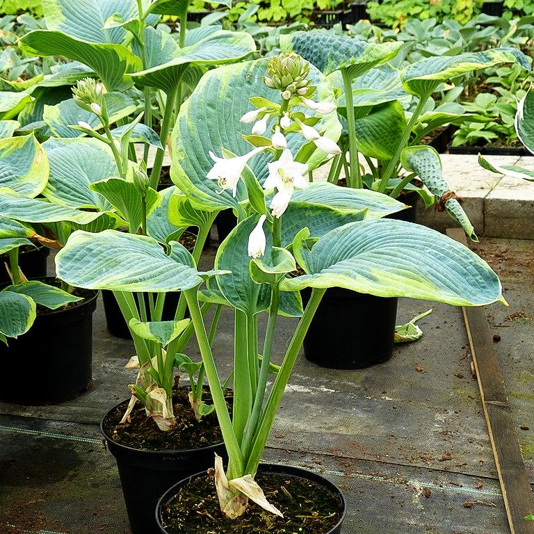 Blaue Gelbrand-Funkie 'Frances Williams' (Hosta sieboldiana)