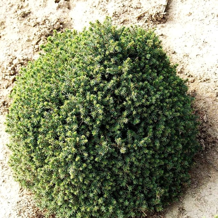 Blaue Igel-Fichte 'Echiniformis' (Picea glauca)
