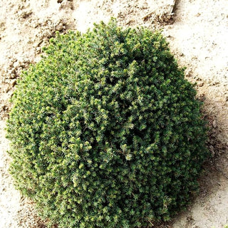 Blaue Igel-Fichte 'Echiniformis' (Picea glauca)