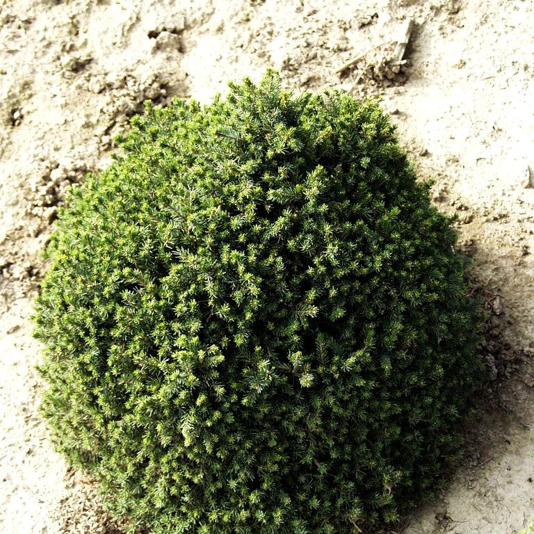 Blaue Igel-Fichte 'Echiniformis' (Picea glauca)