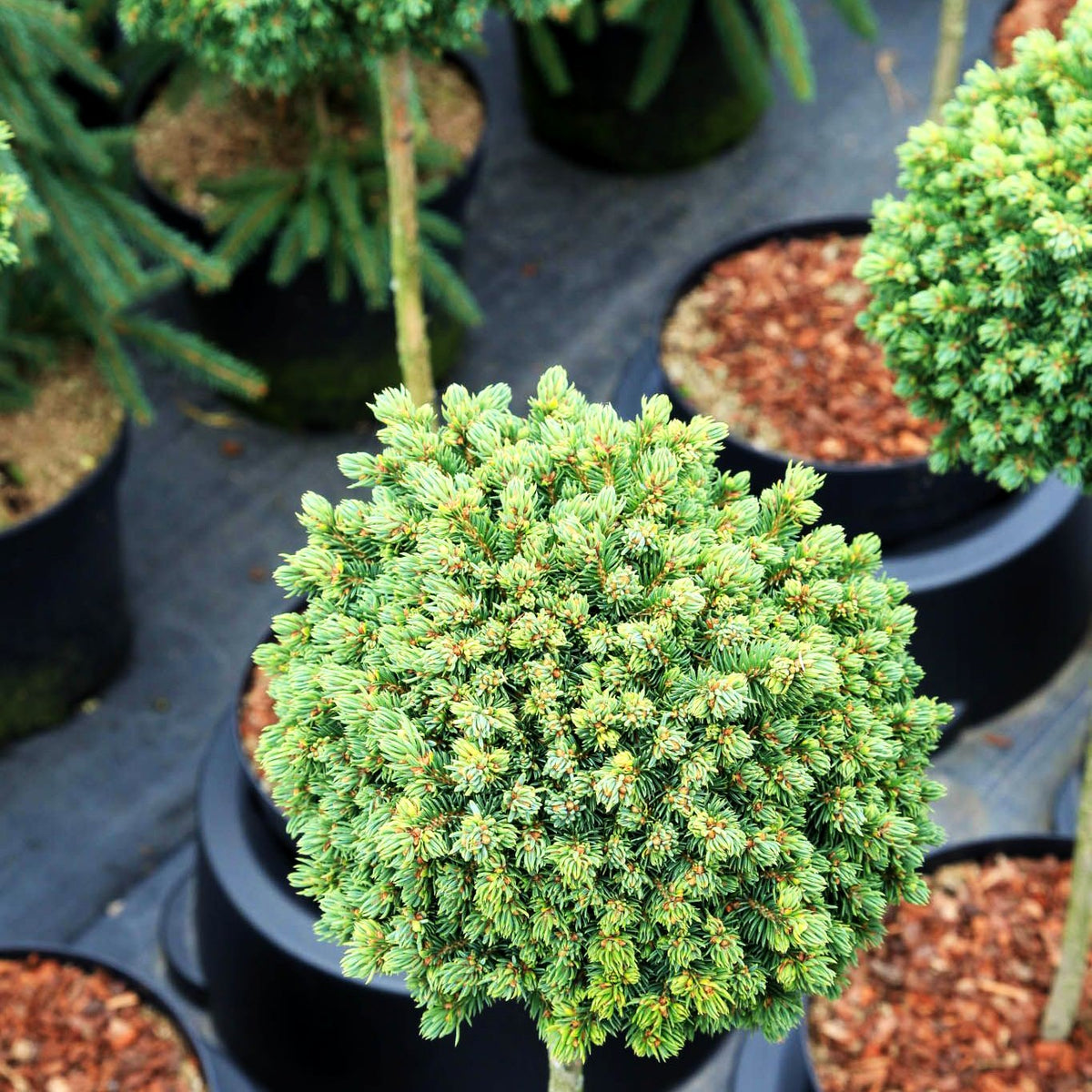 Blaue Igel-Fichte 'Echiniformis' (Picea glauca)