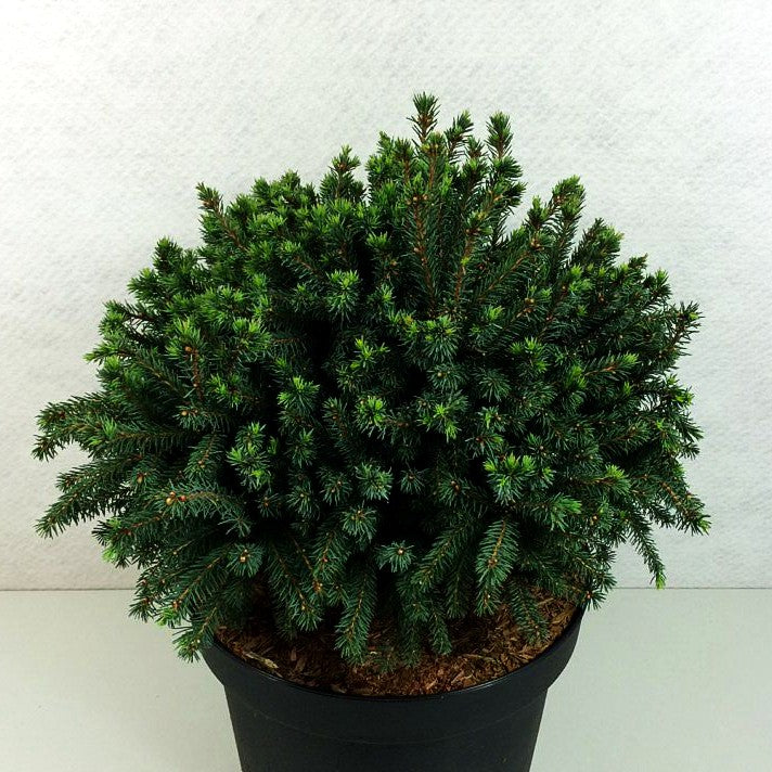 Blaue Igel-Fichte 'Echiniformis' (Picea glauca)