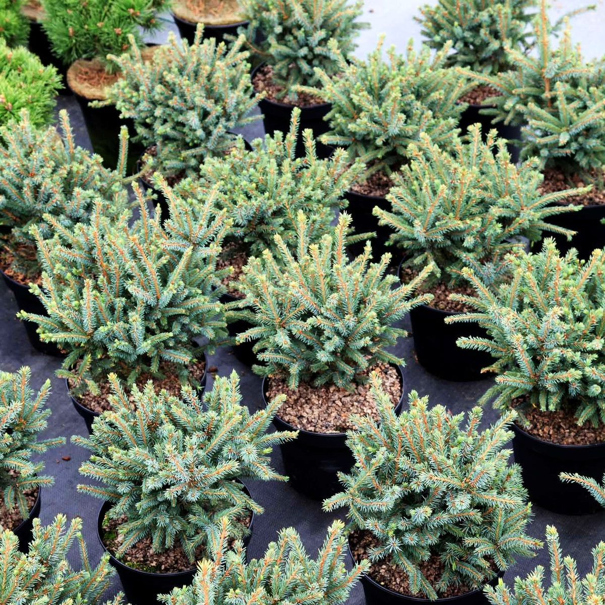 Blaue Igel-Fichte 'Echiniformis' (Picea glauca)