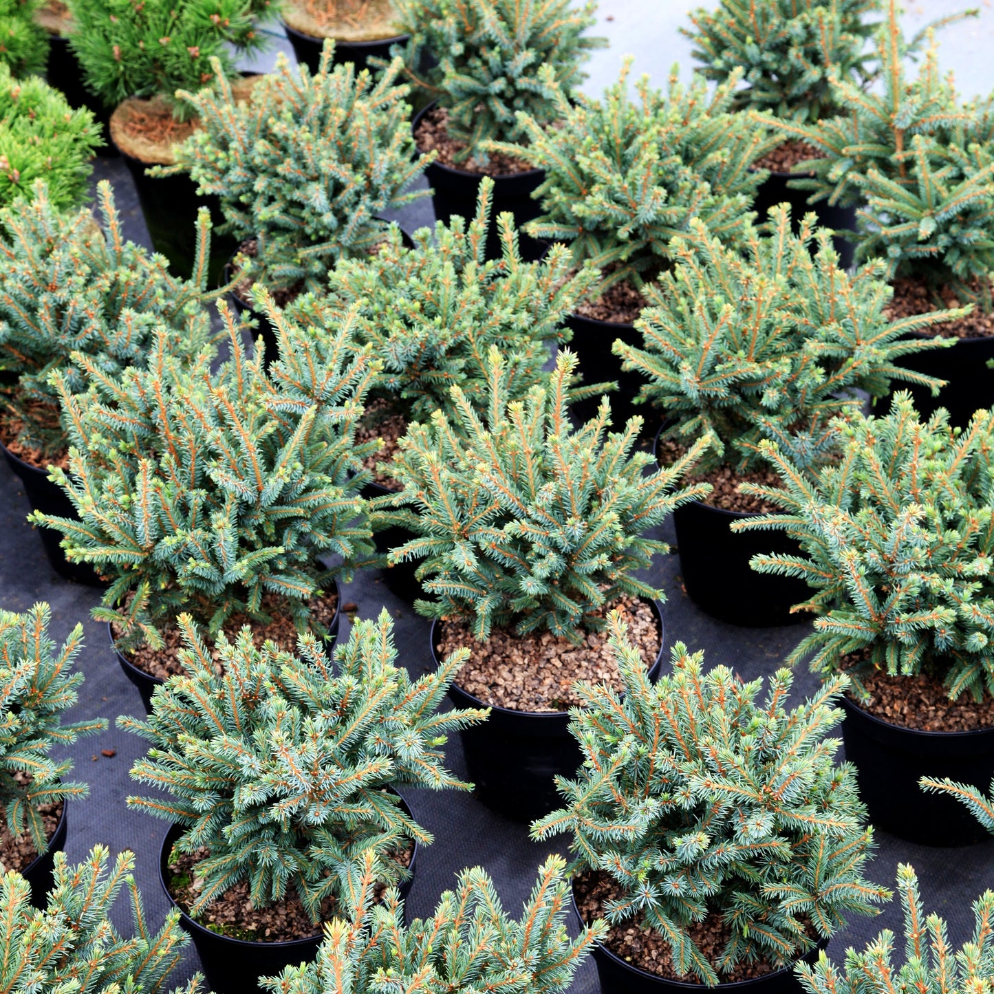 Blaue Igel-Fichte 'Echiniformis' (Picea glauca)