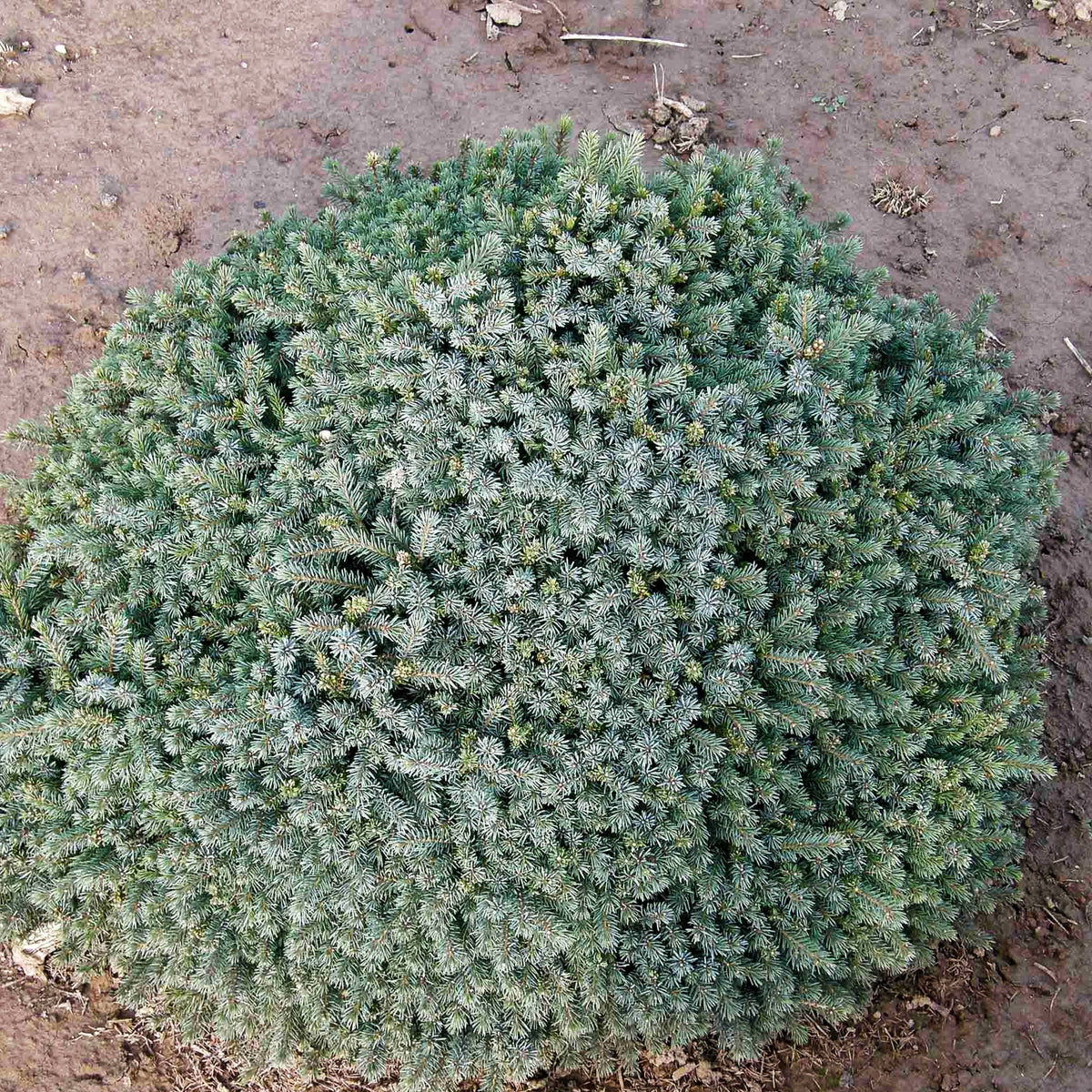 Blaue Igel-Fichte 'Echiniformis' (Picea glauca)