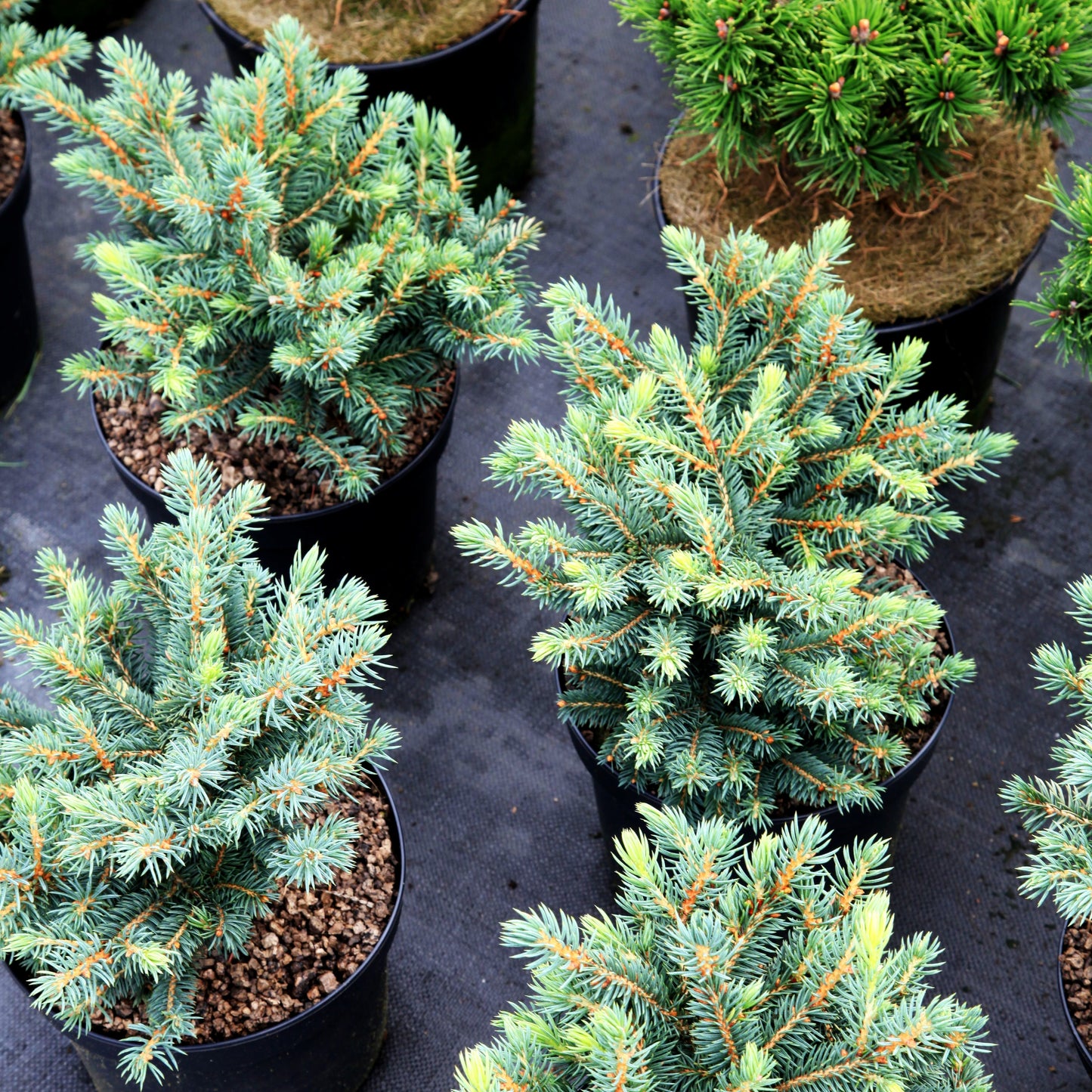 Blaue Kissen-Stechfichte 'Waldbrunn' (Picea pungens)