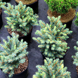 Blaue Kissen-Stechfichte 'Waldbrunn' (Picea pungens)