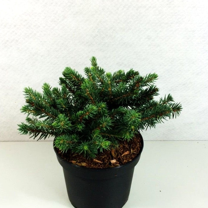 Blaue Kissen-Stechfichte 'Waldbrunn' (Picea pungens)