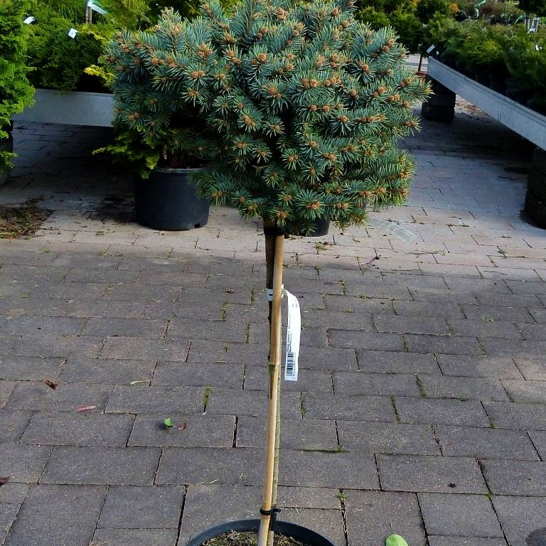 Blaue Kissenfichte 'Blaukissen' (Picea pungens)