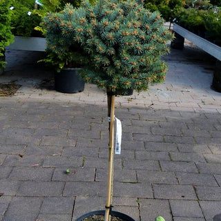 Blaue Kissenfichte 'Blaukissen' (Picea pungens)