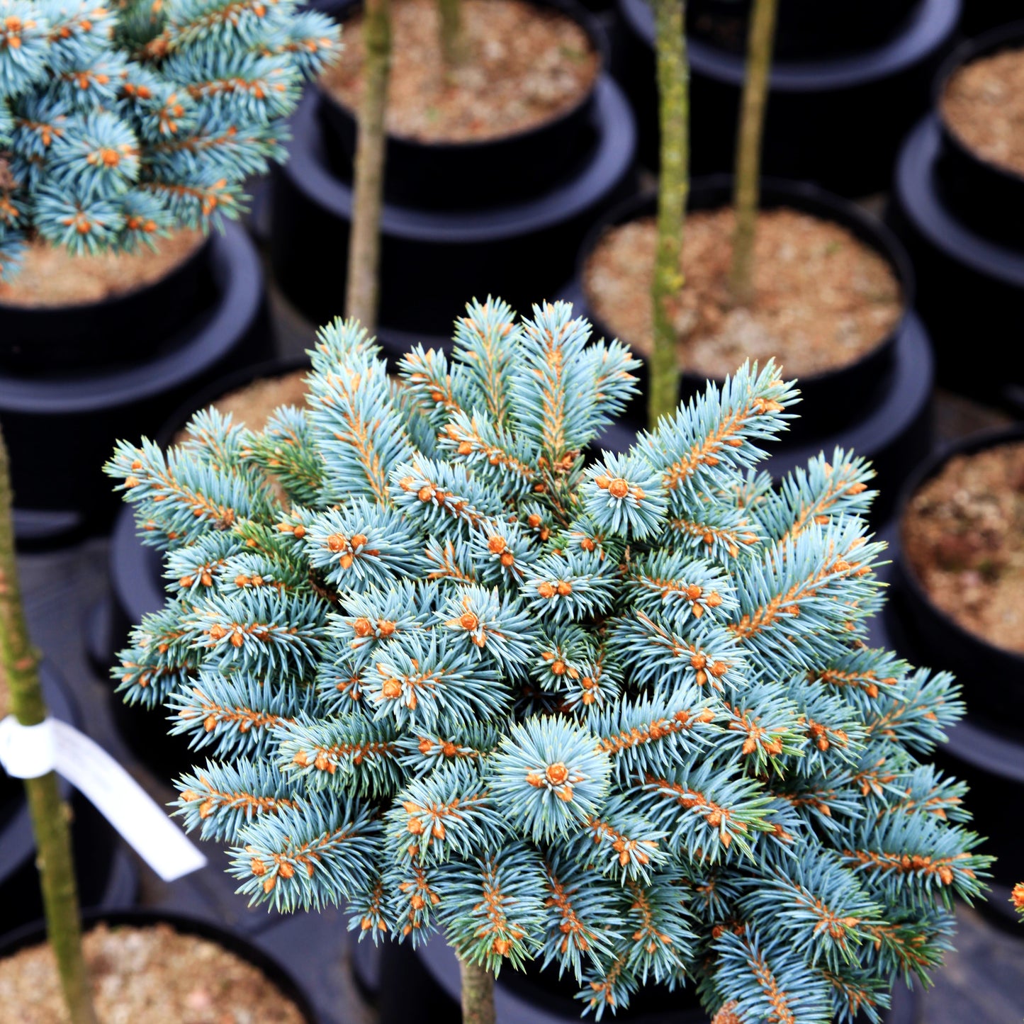 Blaue Kissenfichte 'Blaukissen' (Picea pungens)