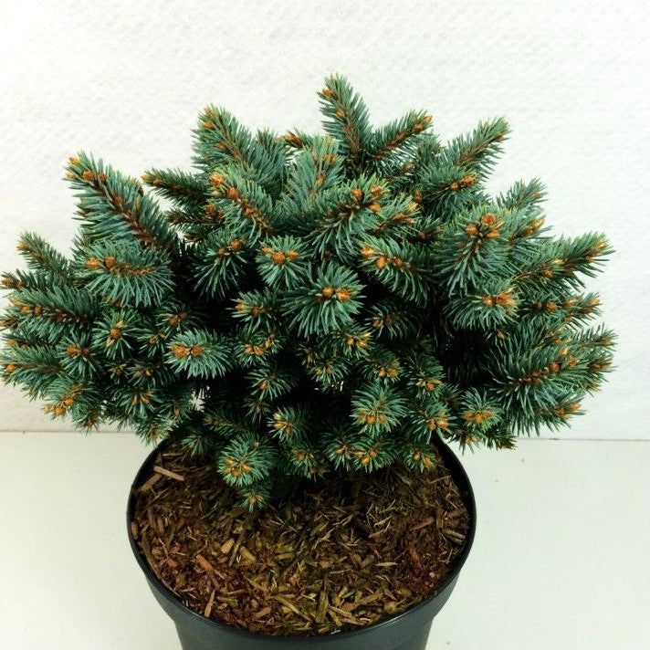 Blaue Kissenfichte 'Blaukissen' (Picea pungens)