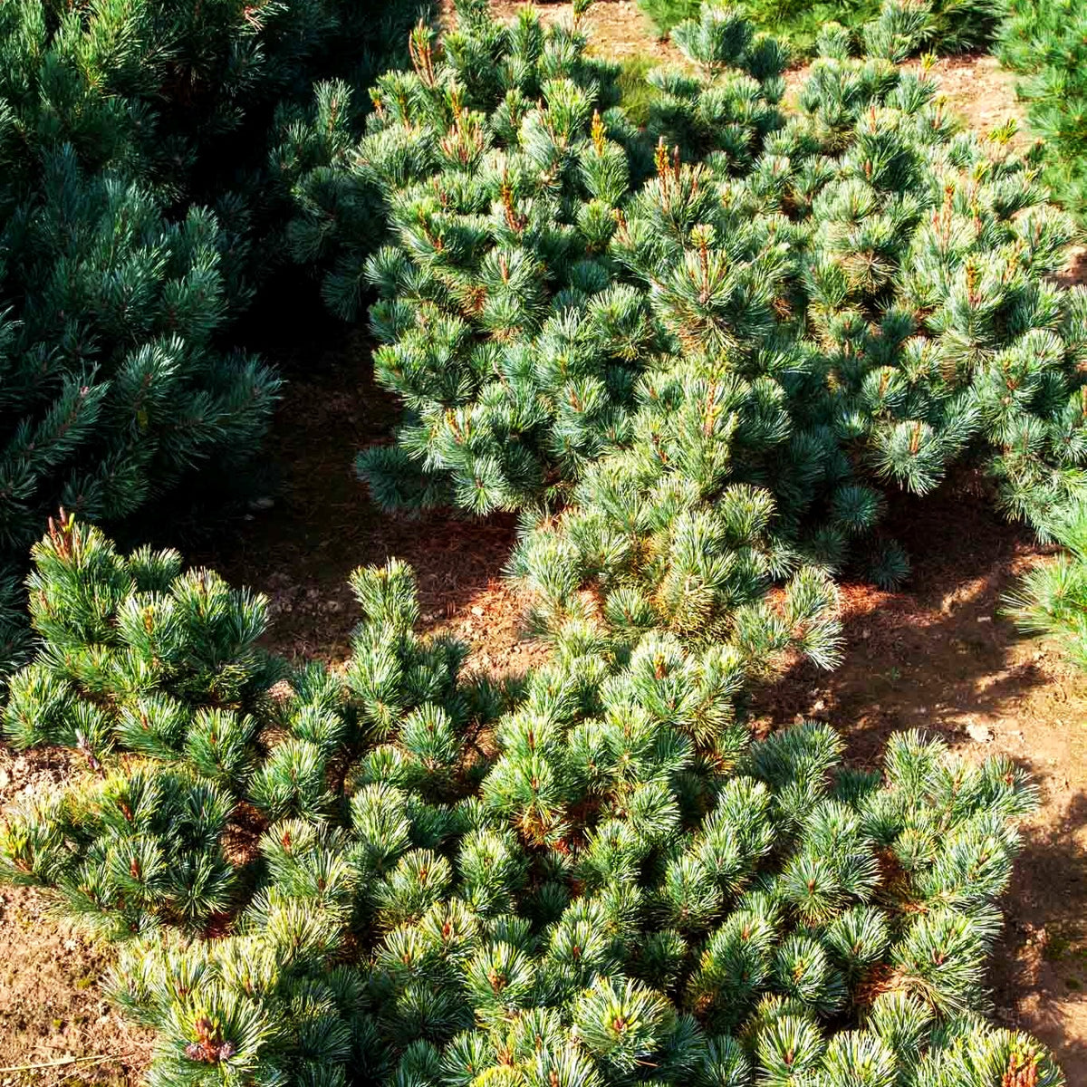 Blaue Kriech-Kiefer 'Glauca' (Pinus pumila)