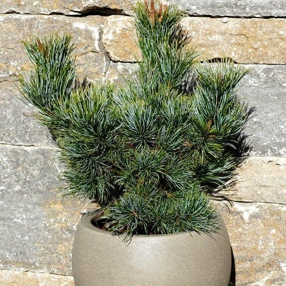 Blaue Kriech-Kiefer 'Glauca' (Pinus pumila)