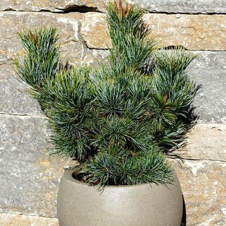 Blaue Kriech-Kiefer 'Glauca' (Pinus pumila)