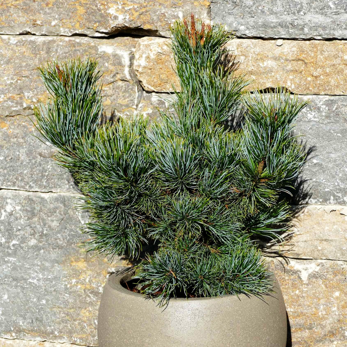 Blaue Kriech-Kiefer 'Glauca' (Pinus pumila)