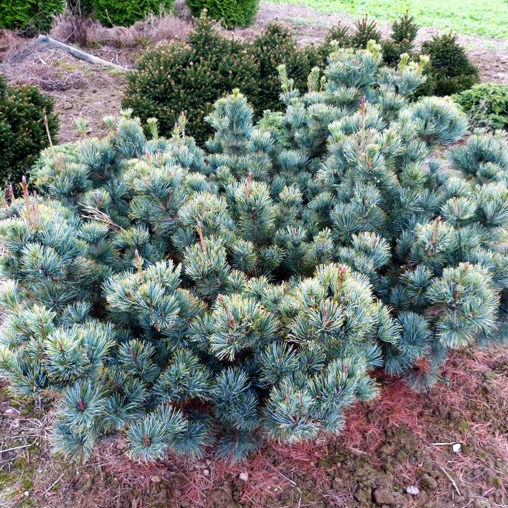 Blaue Kriech-Kiefer 'Glauca' (Pinus pumila)