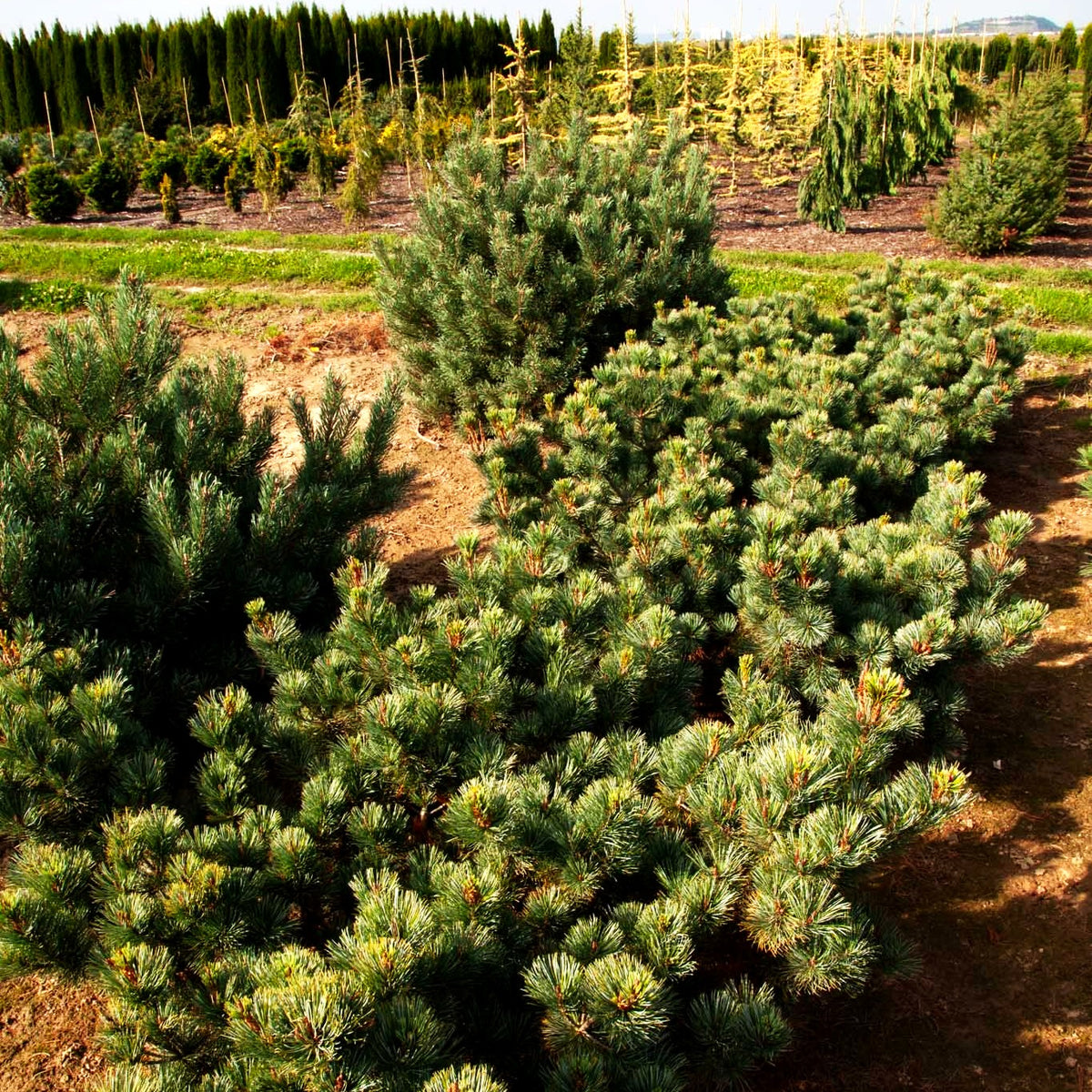Blaue Kriech-Kiefer 'Glauca' (Pinus pumila)