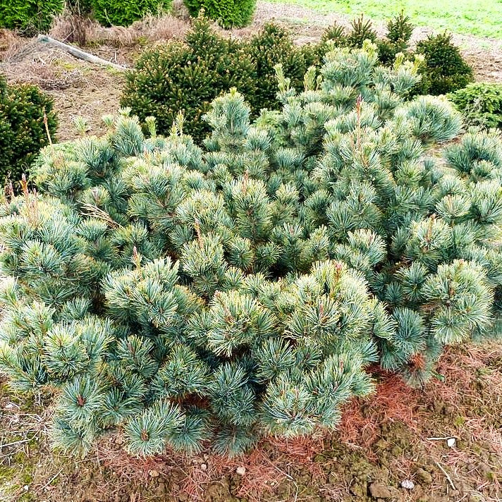 Blaue Kriech-Kiefer 'Glauca' (Pinus pumila)