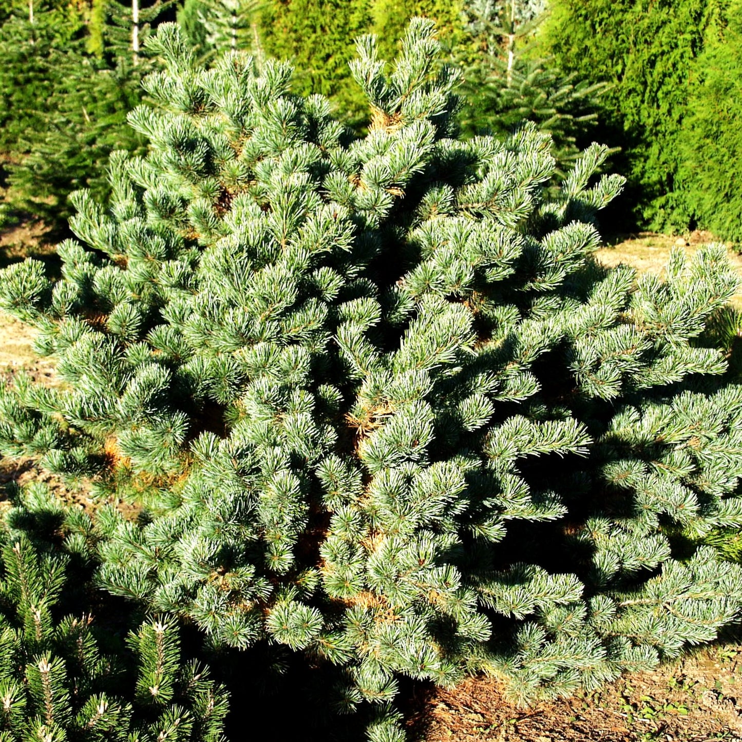 Blaue Kriech-Kiefer 'Glauca' (Pinus pumila)