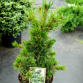 Blaue Mädchen-Kiefer 'Schoon's Bonsai' (Pinus parviflora)