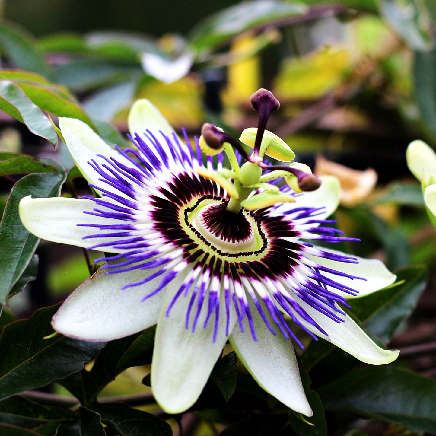 Blaue Passionsblume (Passiflora caerulea)