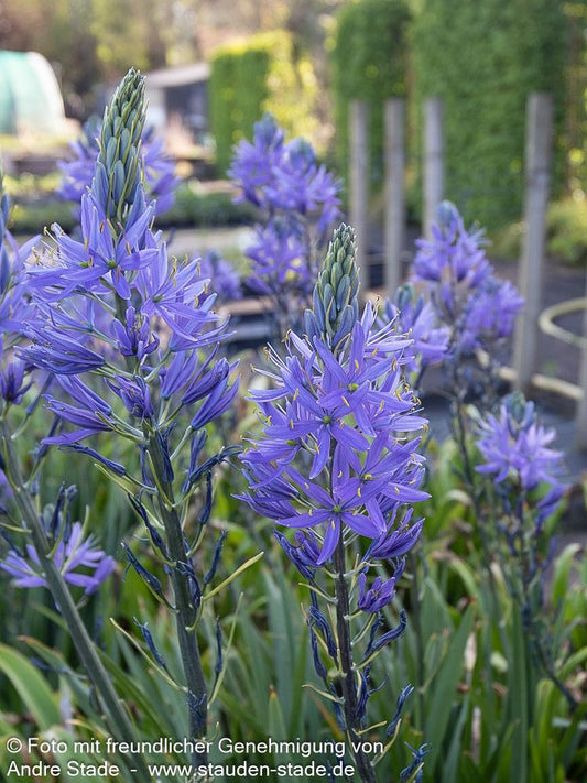 Blaue Prärielilie 'Caerulea' (Camassia leichtlinii)