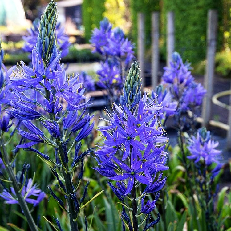 Blaue Prärielilie 'Caerulea' (Camassia leichtlinii)