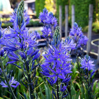 Blaue Prärielilie 'Caerulea' (Camassia leichtlinii)