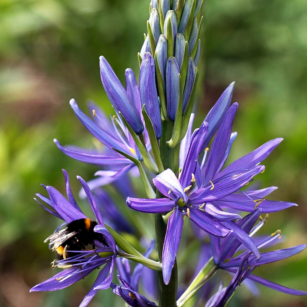 Blaue Prärielilie 'Caerulea' (Camassia leichtlinii)