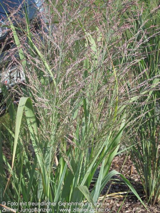 Blaue Ruten-Hirse 'Dallas Blues' (Panicum virgatum)