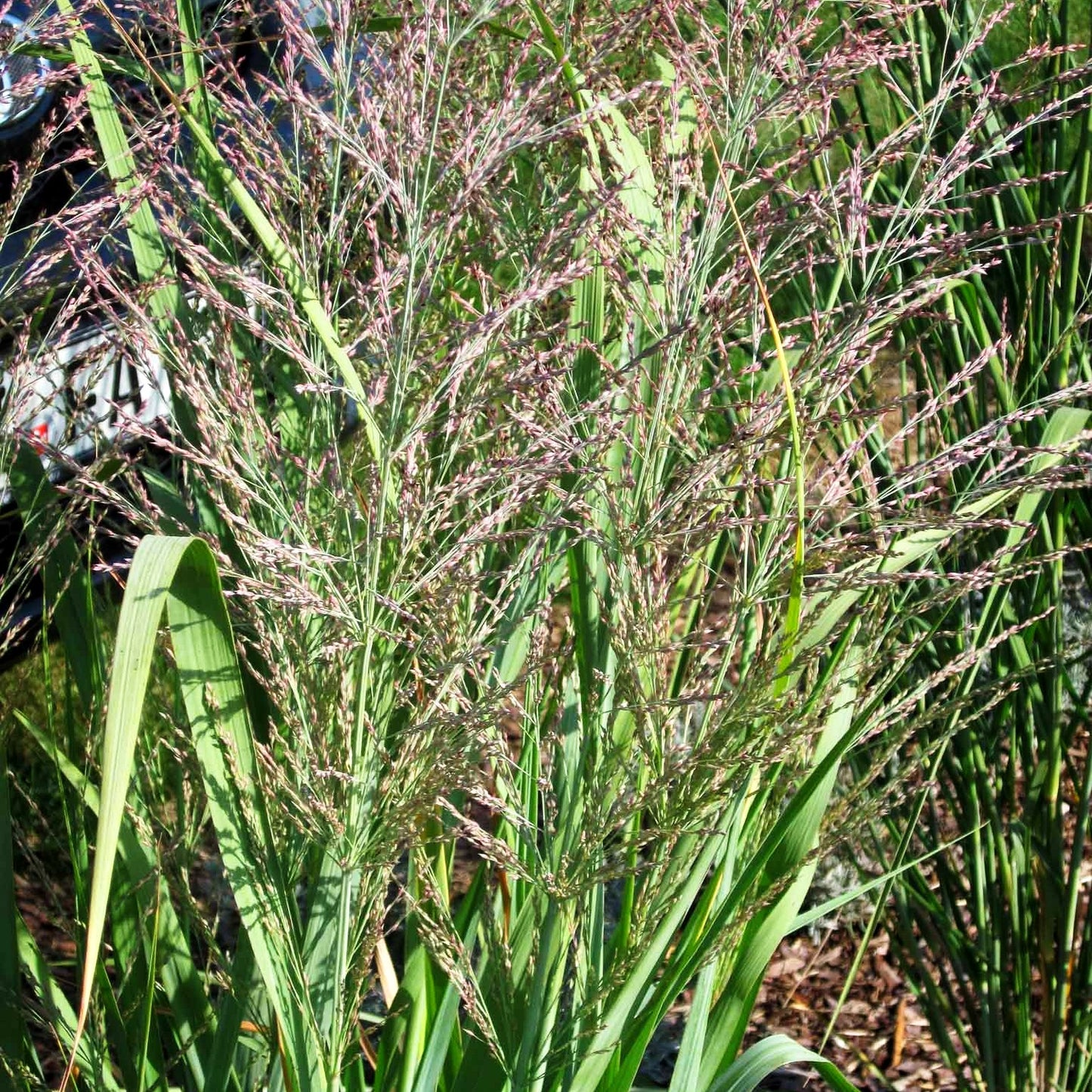 Blaue Ruten-Hirse 'Dallas Blues' (Panicum virgatum)