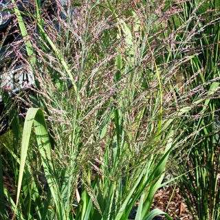 Blaue Ruten-Hirse 'Dallas Blues' (Panicum virgatum)
