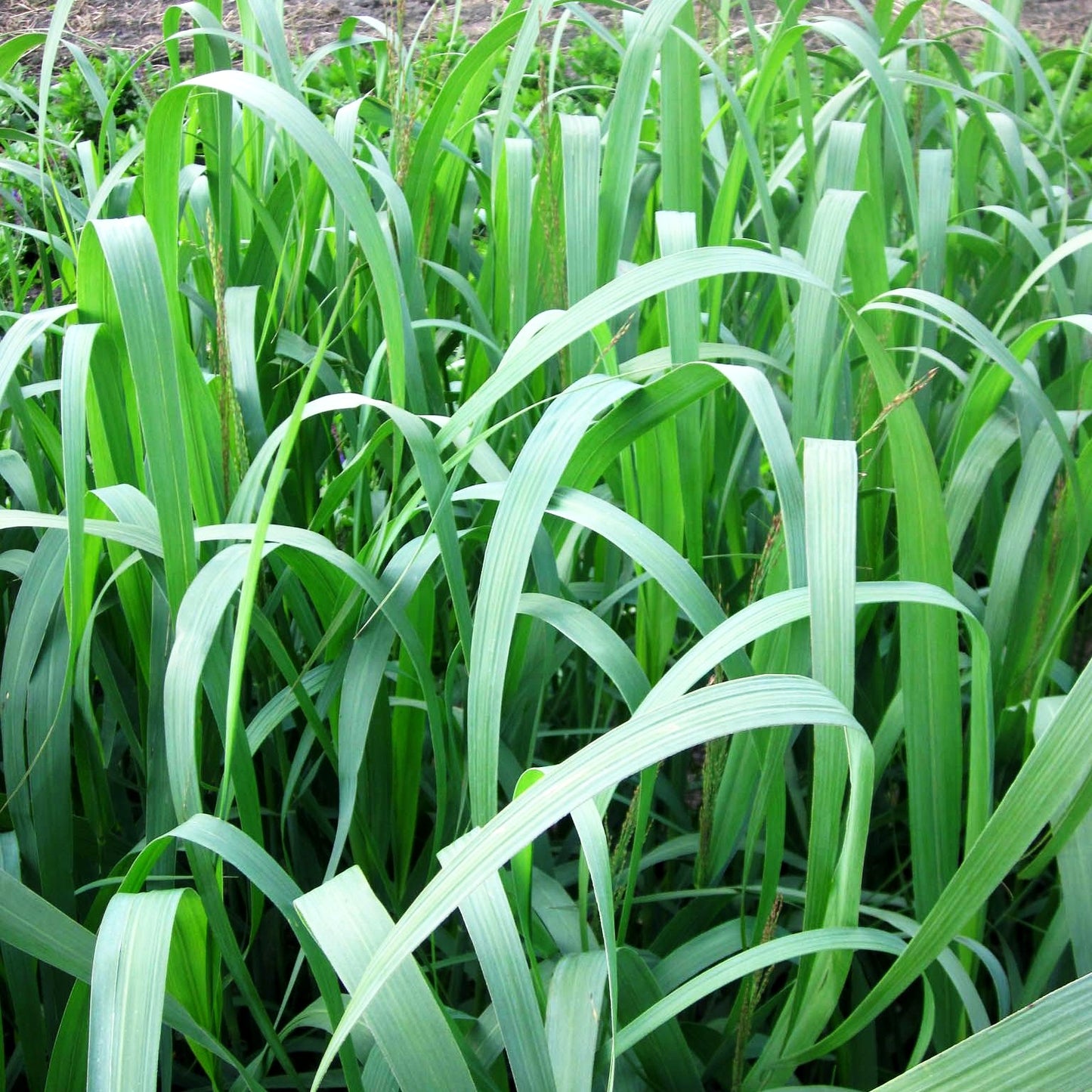 Blaue Ruten-Hirse 'Dallas Blues' (Panicum virgatum)