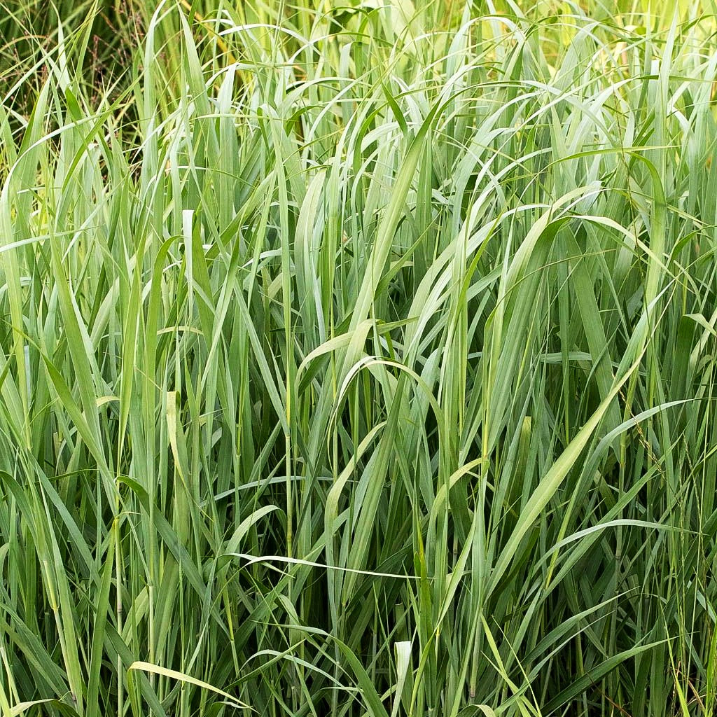 Blaue Ruten-Hirse 'Dallas Blues' (Panicum virgatum)