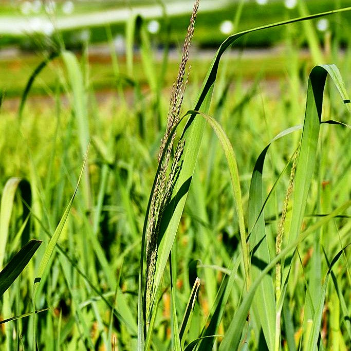 Blaue Ruten-Hirse 'Dallas Blues' (Panicum virgatum)