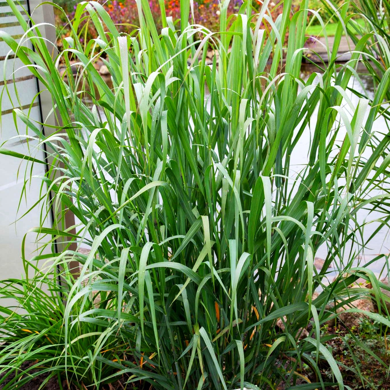 Blaue Ruten-Hirse 'Dallas Blues' (Panicum virgatum)