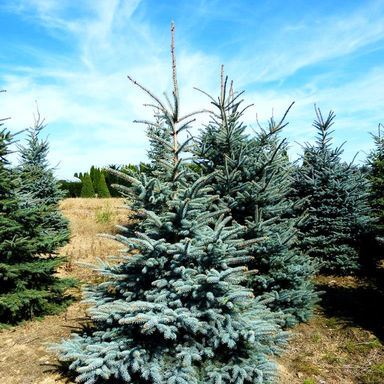 Blaue Stech-Fichte (Picea pungens glauca)