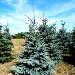 Blaue Stech-Fichte (Picea pungens glauca)