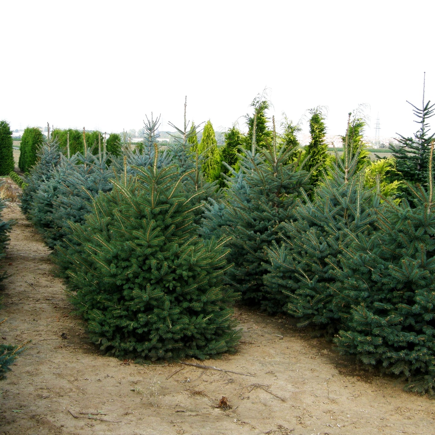 Blaue Stech-Fichte (Picea pungens glauca)