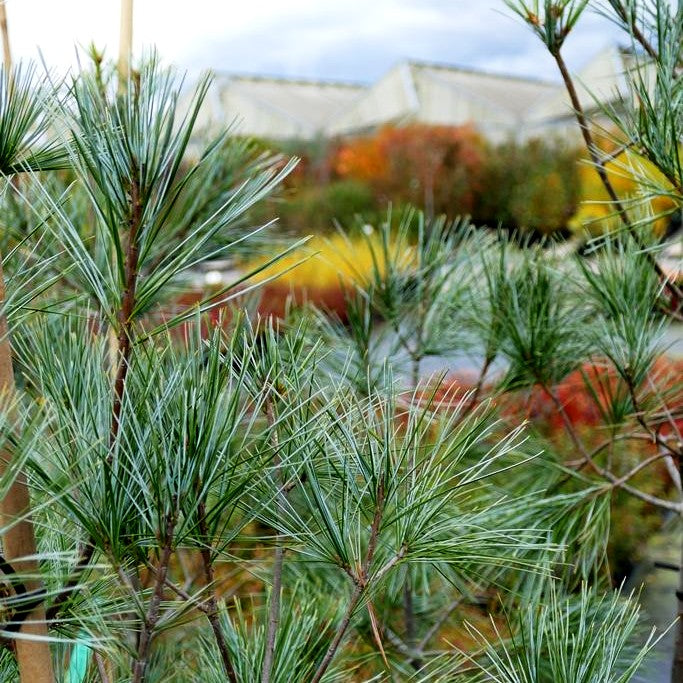 Blaue Weymouths-Kiefer 'Himmelblau' (Pinus strobus)