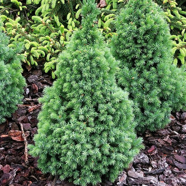Blaue Zuckerhut-Fichte 'Blue Wonder' (Picea glauca)
