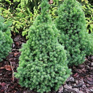 Blaue Zuckerhut-Fichte 'Blue Wonder' (Picea glauca)