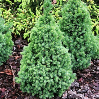 Blaue Zuckerhut-Fichte 'Blue Wonder' (Picea glauca)
