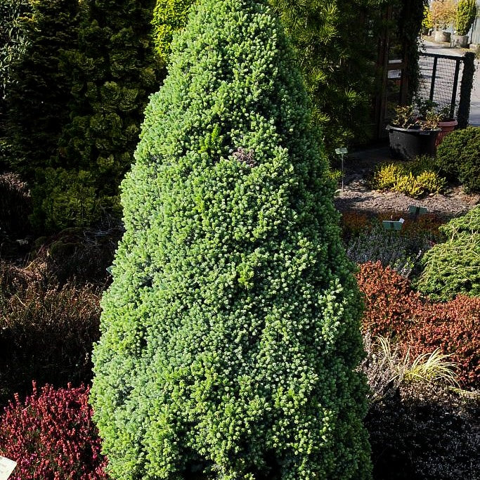Blaue Zuckerhut-Fichte 'Sander's Blue' (Picea glauca)