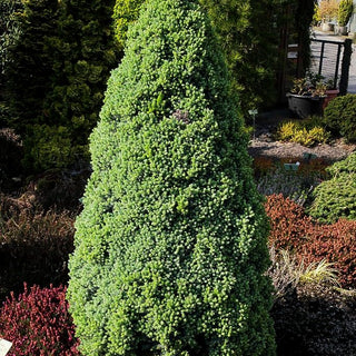 Blaue Zuckerhut-Fichte 'Sander's Blue' (Picea glauca)