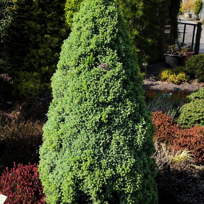 Blaue Zuckerhut-Fichte 'Sander's Blue' (Picea glauca)