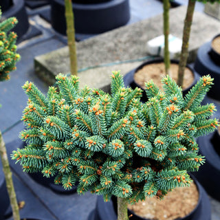 Blaue Zwerg-Fichte 'Cecilia' (Picea glauca)